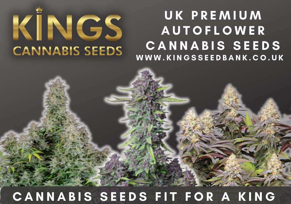 Unlocking The Benefits Of Seed Banks A Spotlight On Kings Seedbank